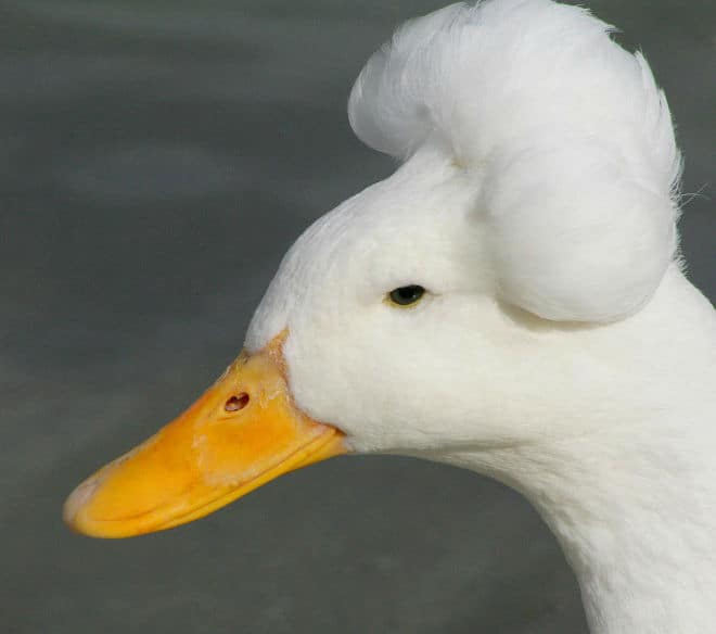 White Crested Ducks are Glorious George Washington Lookalikes