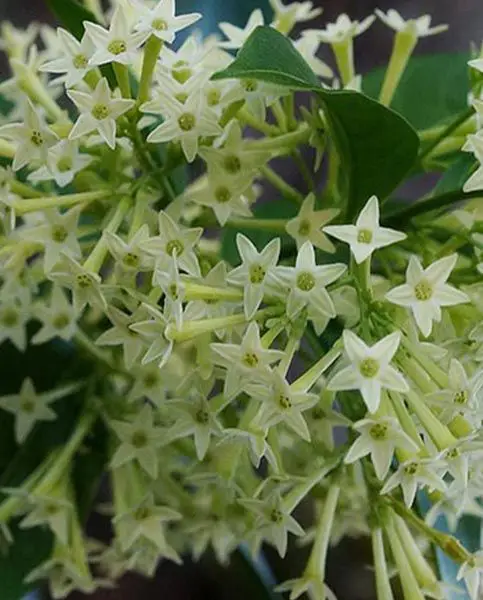 11 Flowers That Only Bloom at Night. They Smell Wonderful and Are Suitable For the Garden!