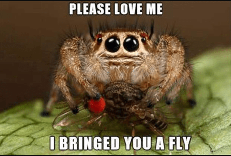 Arthropod - PLEASE LOVE ME I BRINGED YOU A FLY