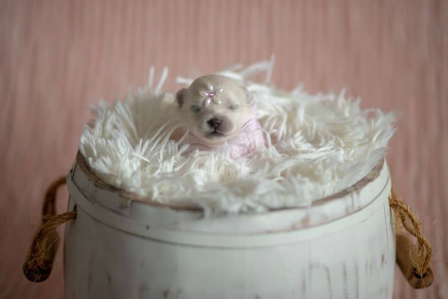 Newborn Pomeranian Puppies - Photoshoot by Karen Silva