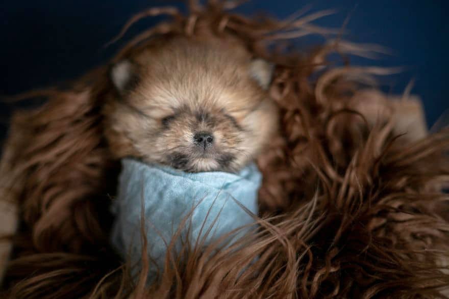 Newborn Pomeranian Puppies - Photoshoot by Karen Silva