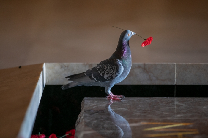 Pigeon Builds Nest from Remembrance Poppies