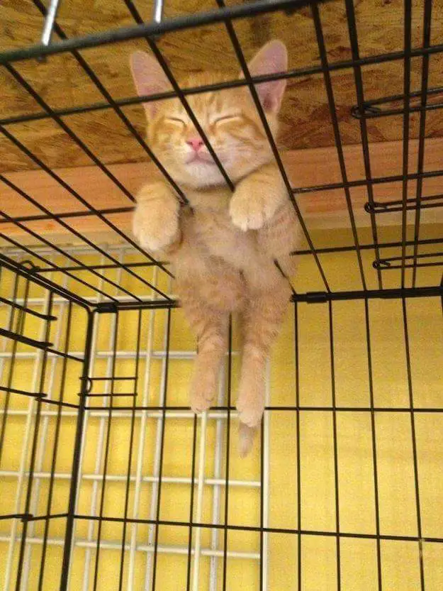 25 Peculiar Places That Have Become a Cat&#8217;s Bedroom. The Logic of These Furries No One Will Understand