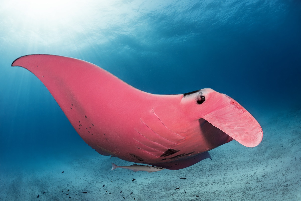 Pink Manta Ray in Australia by Kristian Laine