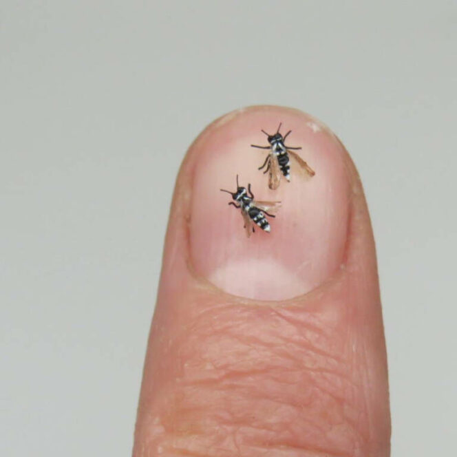 24 Miniature Animal Figurines. They Look So Realistic! The Tiniest Toys in the World
