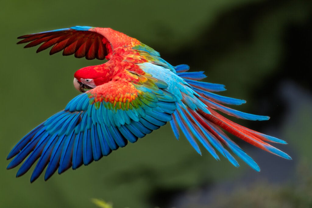 Macaw