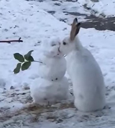 Rabbit Eats Snowman’s Nose! Strange Encounter in Canada