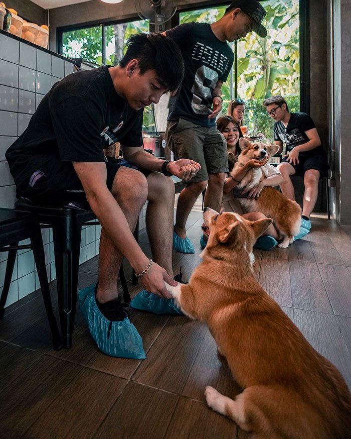 Кафе можно с собаками. Кафе корги в Бангкоке. Corgi in the Garden кафе. Собака в кафе. Собачье кафе.