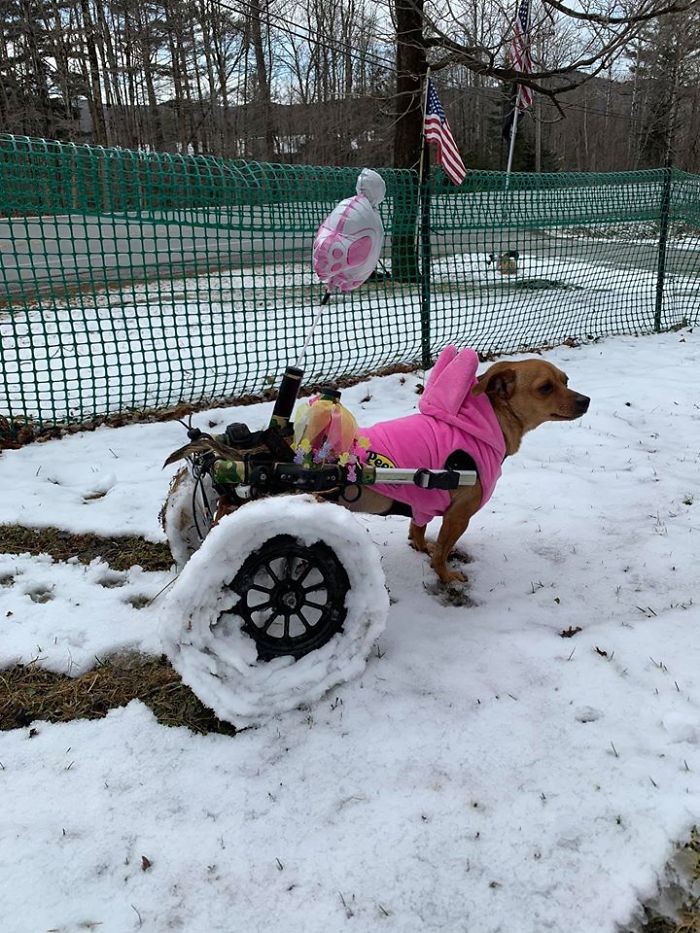 Woman Adopts 6 Dogs With Special Needs And Now They're All Living Their Best Lives