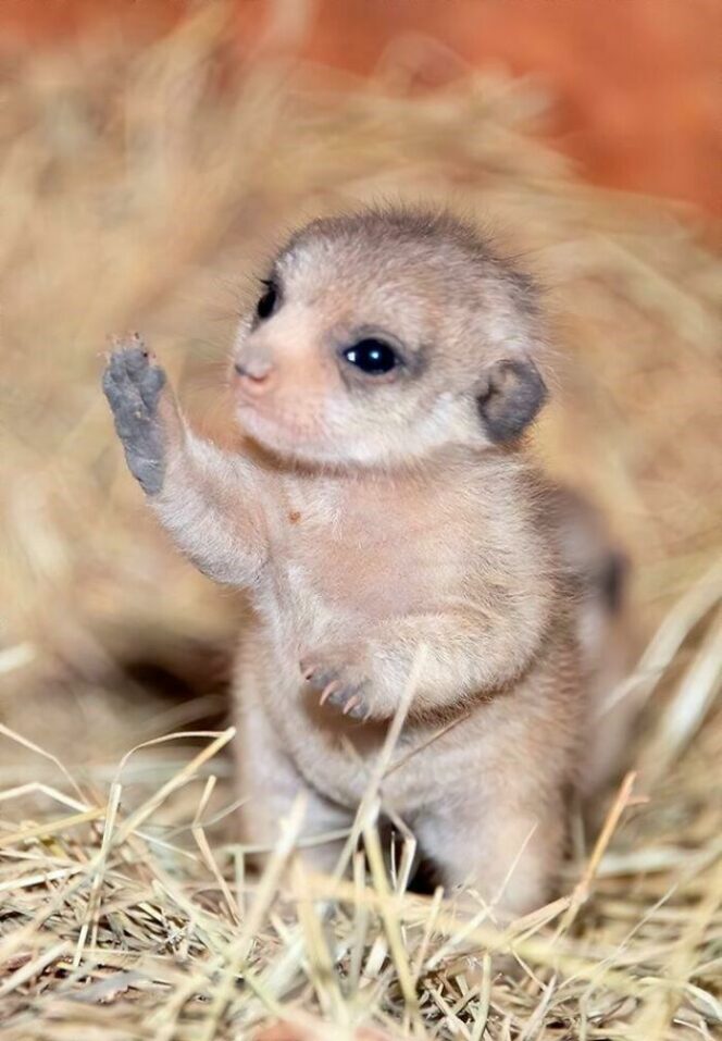 27 Baby Animals That Can Break Even the Hardest Hearts