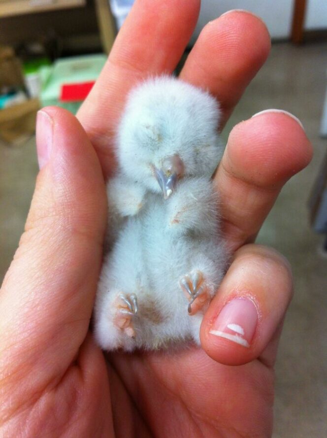 27 Baby Animals That Can Break Even the Hardest Hearts