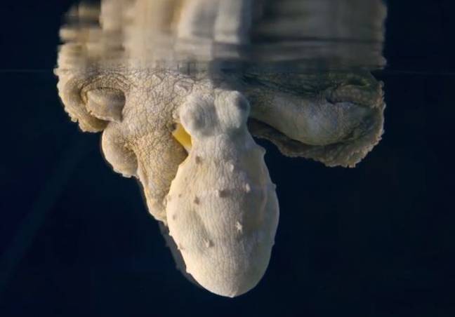 The octopus goes a light colour. Credit: Nature on PBS