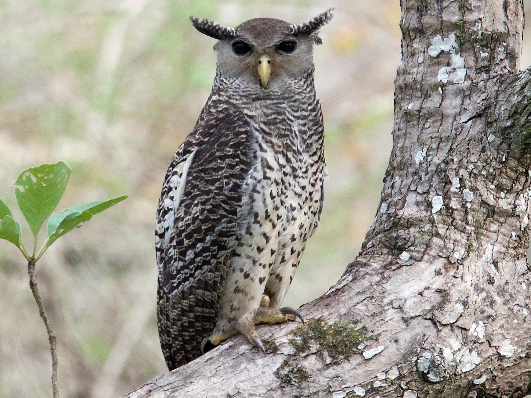 Spot-bellied Eagle-Owl - eBird