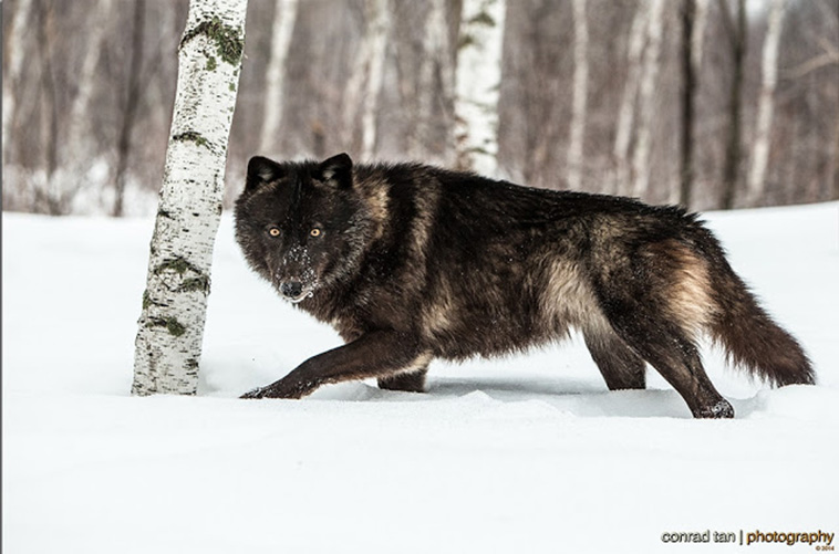 Minnesota Black Wolf