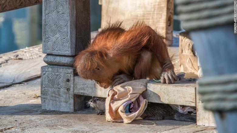 Orangutan - HZIHO INIHASINOP EAUOSUM