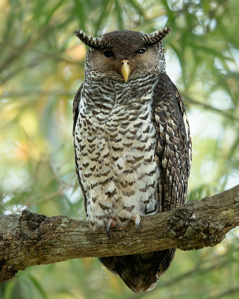 Spot Bellied Eagle Owl | Spot Bellied Eagle Owl (Bubo nipale… | Flickr