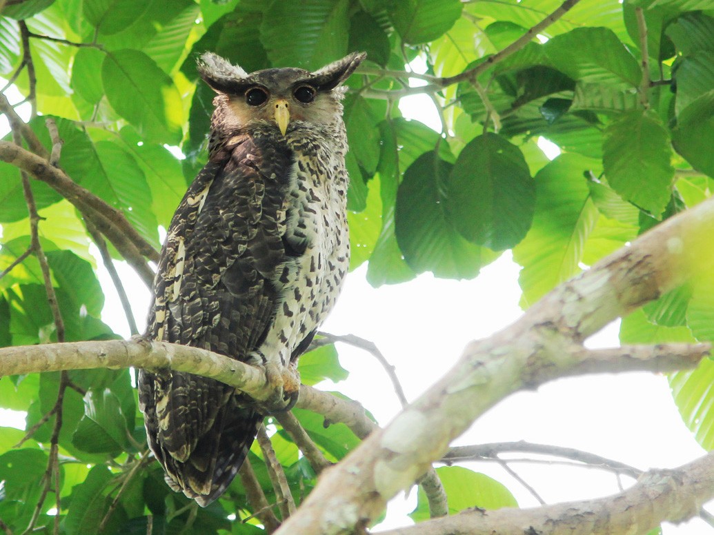 Spot-bellied Eagle-Owl - eBird