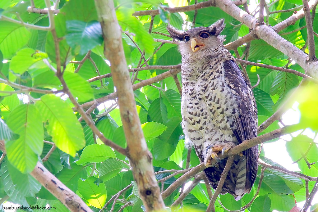 Spot-bellied Eagle Owl / Bubo nipalensis / นกเค้าใหญ่พันธุ… | Flickr