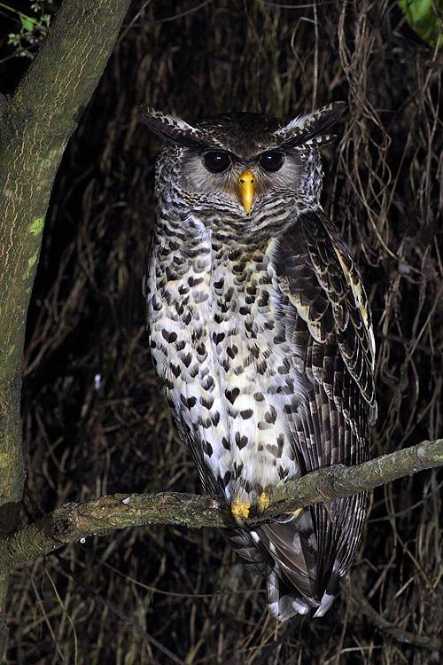 Spot-bellied+Eagle+Owl with heart feathers | Owl, Owl photos, Bird photo