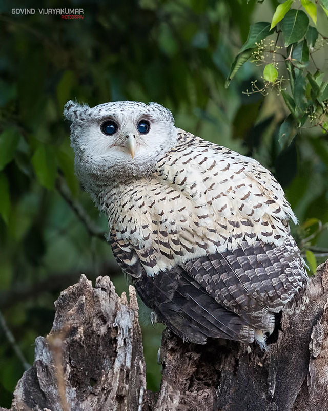 Spot-Bellied Eagle Owl Photography - PhotographyAxis