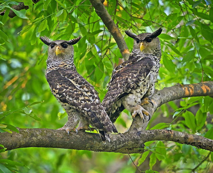Spot Bellied Eagle Owls are found in South Asia, These owls are noted fortheir strange, human-sounding call due to which these are also known asUlama or "Devil Bird" in Sri