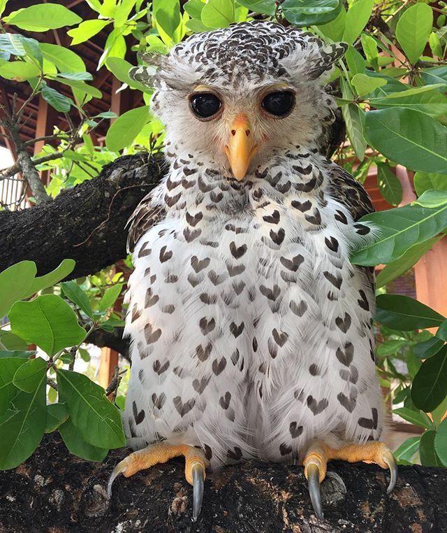 The spot-bellied eagle-owl, native to the forests of the IndianSubcontinent and Southeast Asia, has dark, well-defined heart-shapedpatterns on its white breast feathers. : r/Awwducational