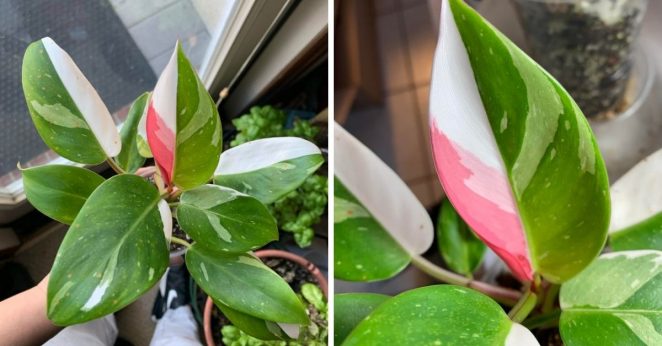 11 Potted Plants With Pink Leaves
