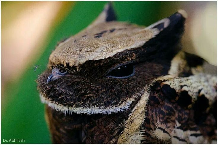 Great eared nightjar | Animals beautiful, Cute animals, Wild birds