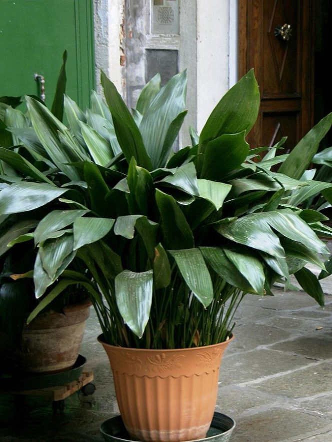 Plants Perfect for Bedrooms. Soothing for Respiratory System, Removing CO2 and Helping You Fall Asleep
