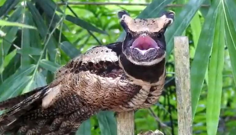 The Great Eared Nightjar Spotted: Rare Bird Species Found In Assam'sKakopathar