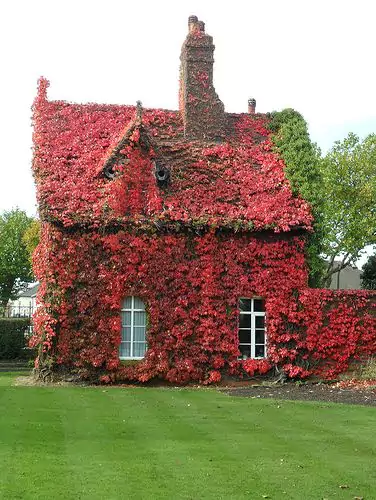 17 Amazing Houses Covered With Flowers and Ivy. You’d Love to Live In One of These