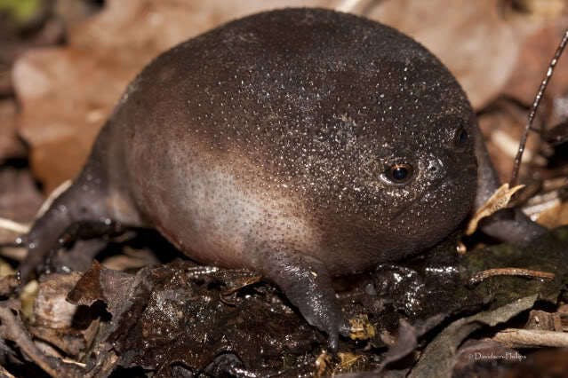 Species of the Week: black rain frog | One Earth