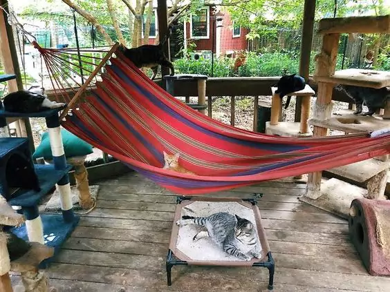 17 Cat Patio Ideas. A Way to Pamper Your Furry Ones