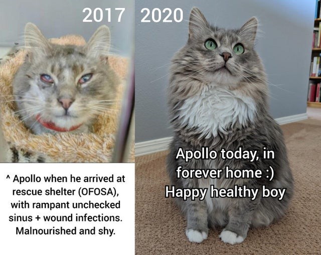 Cat - 2017 2020 * Apollo when he arrived at rescue shelter (OFOSA), with rampant unchecked sinus + wound infections. Apollo today, in forever home :) Happy healthy boy Malnourished and shy.