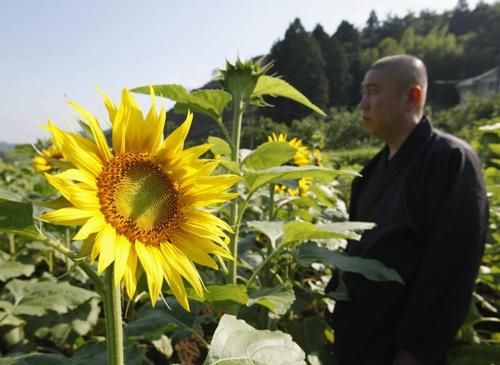 Atomic Sunflowers Grow on Sites of Nuclear Disasters. Their Impact Is Priceless