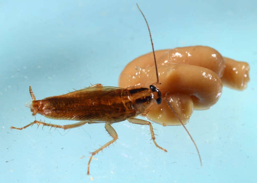 German Cockroach Eating Insecticide