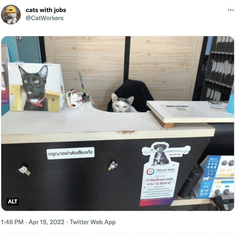 Cat - cats with jobs ... @CatWorkers กรุณาอย่าส่งเสียงดัง setero 000 TWELVE-WEEK PROTECTION กาจัดเห็นและหมัด นาน 12 สัปดาห์ ALT CST 1:46 PM · Apr 19, 2022 · Twitter Web App