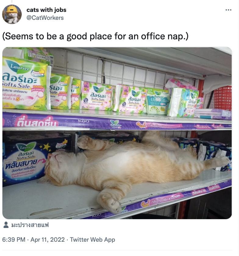 Felidae - cats with jobs @CatWorkers (Seems to be a good place for an office nap.) Laurier ลอรีเอะ oft& Safe rier రెగి 25 Laue juaunu undoounu Conhanoed Safe e ลอร์เอะ สอร์เอะ Softa Safe la dastas UIASlim Softa Safe 4.4 un Huantiu Kao Laurier Softs Safe หลับสบาย r etrn50 2 มะปรางสายแฟ 6:39 PM · Apr 11, 2022 · Twitter Web App