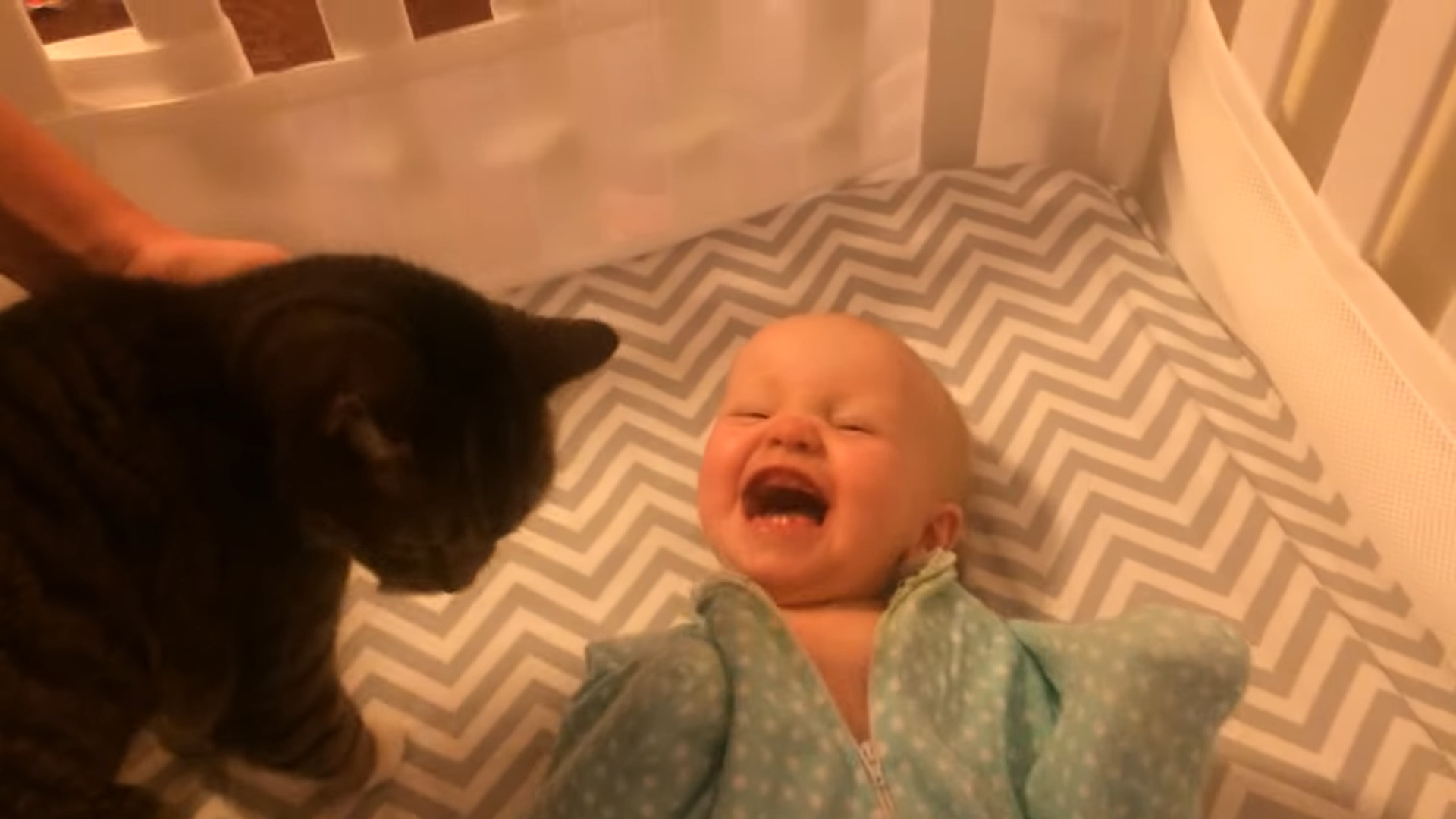 Этот новорожденный малыш видит кота первый раз в жизни! Лист Клевера