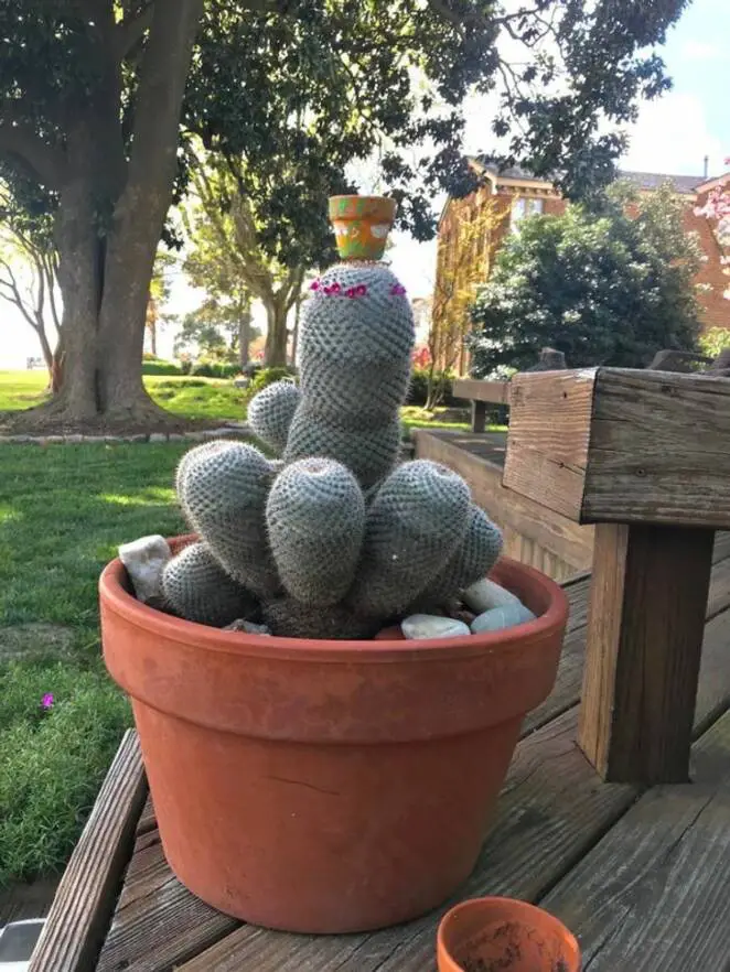 25 People Who Are in Love With Succulents. The Plants They Care for Are So Terribly Cute