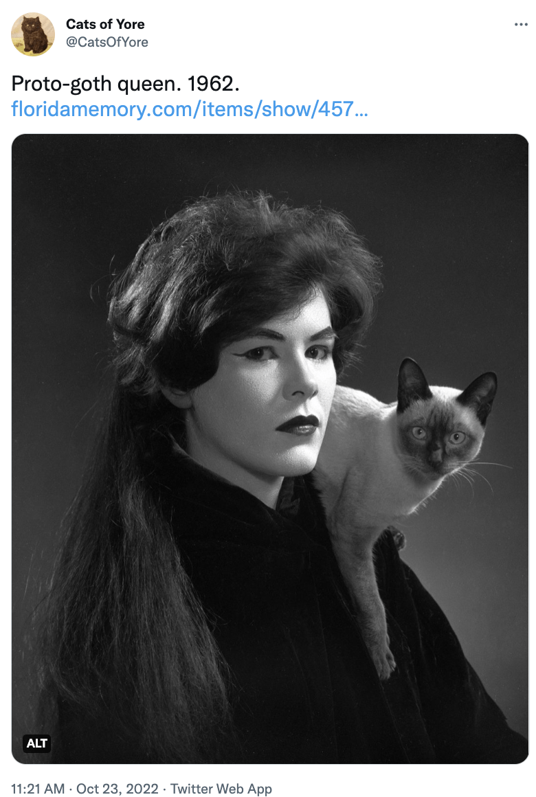 Cat - Cats of Yore @CatsOfYore Proto-goth queen. 1962. floridamemory.com/items/show/457... ALT 11:21 AM - Oct 23, 2022. Twitter Web App