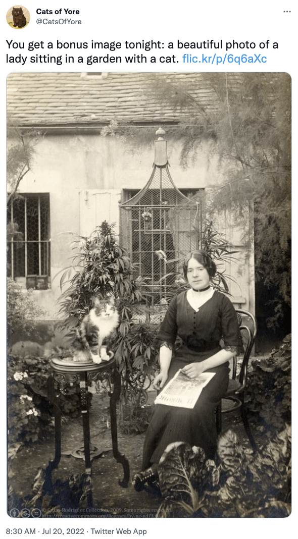 Plant - Cats of Yore @CatsOfYore You get a bonus image tonight: a beautiful photo of a lady sitting in a garden with a cat. flic.kr/p/6q6aXc DA a Rodriguez Collection 2009. Some rights re //creatives s.org/lic 8:30 AM. Jul 20, 2022. Twitter Web App MON 1