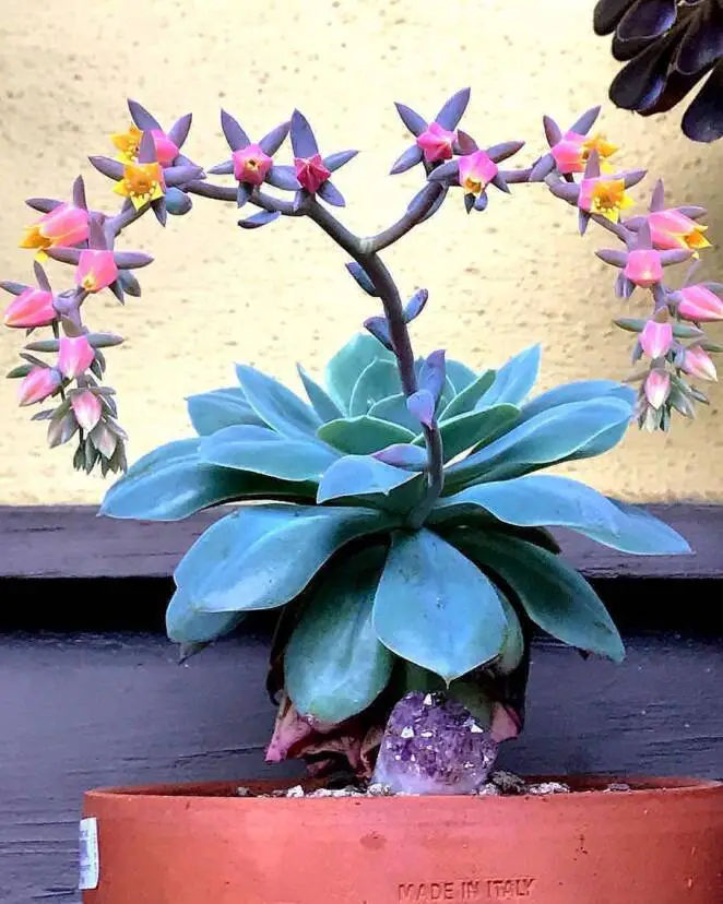 25 People Who Are in Love With Succulents. The Plants They Care for Are So Terribly Cute