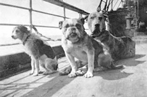 Black and white photo of three dogs sitting on the deck of the Titanic.