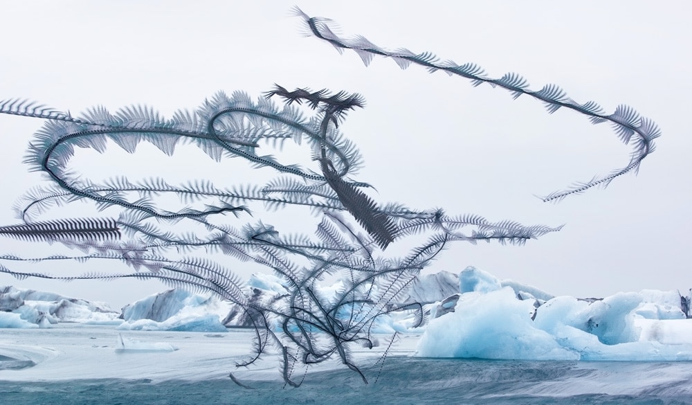 Artistic Photographs of Birds Migrating by Xavi Bou