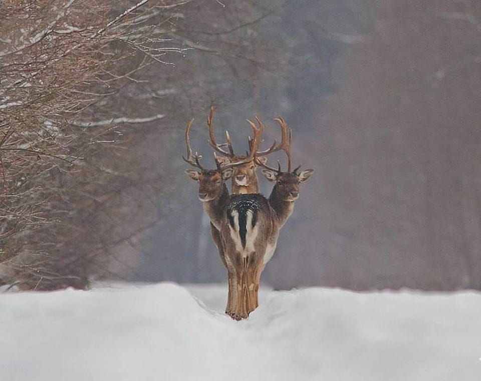 Optical Illusion Photo of 3-Headed Deer