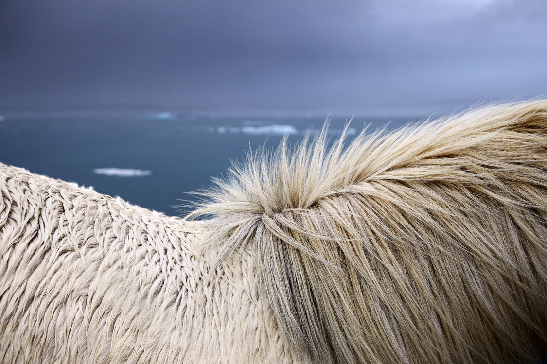 Icelandic Horses Photos by Drew Doggett