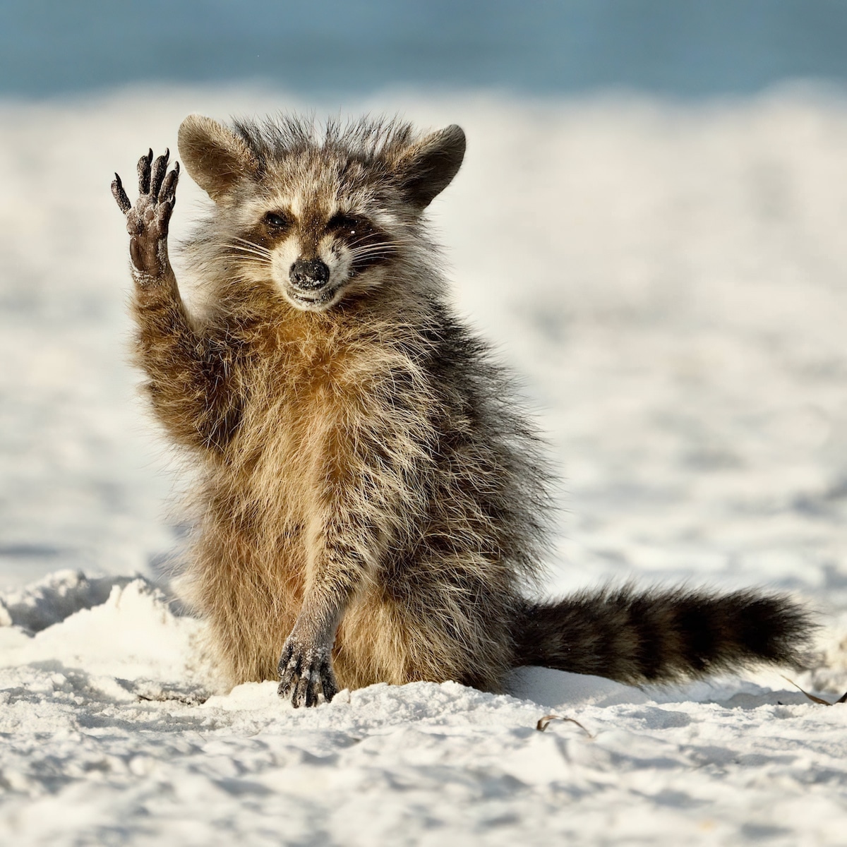 Funny raccoon waving