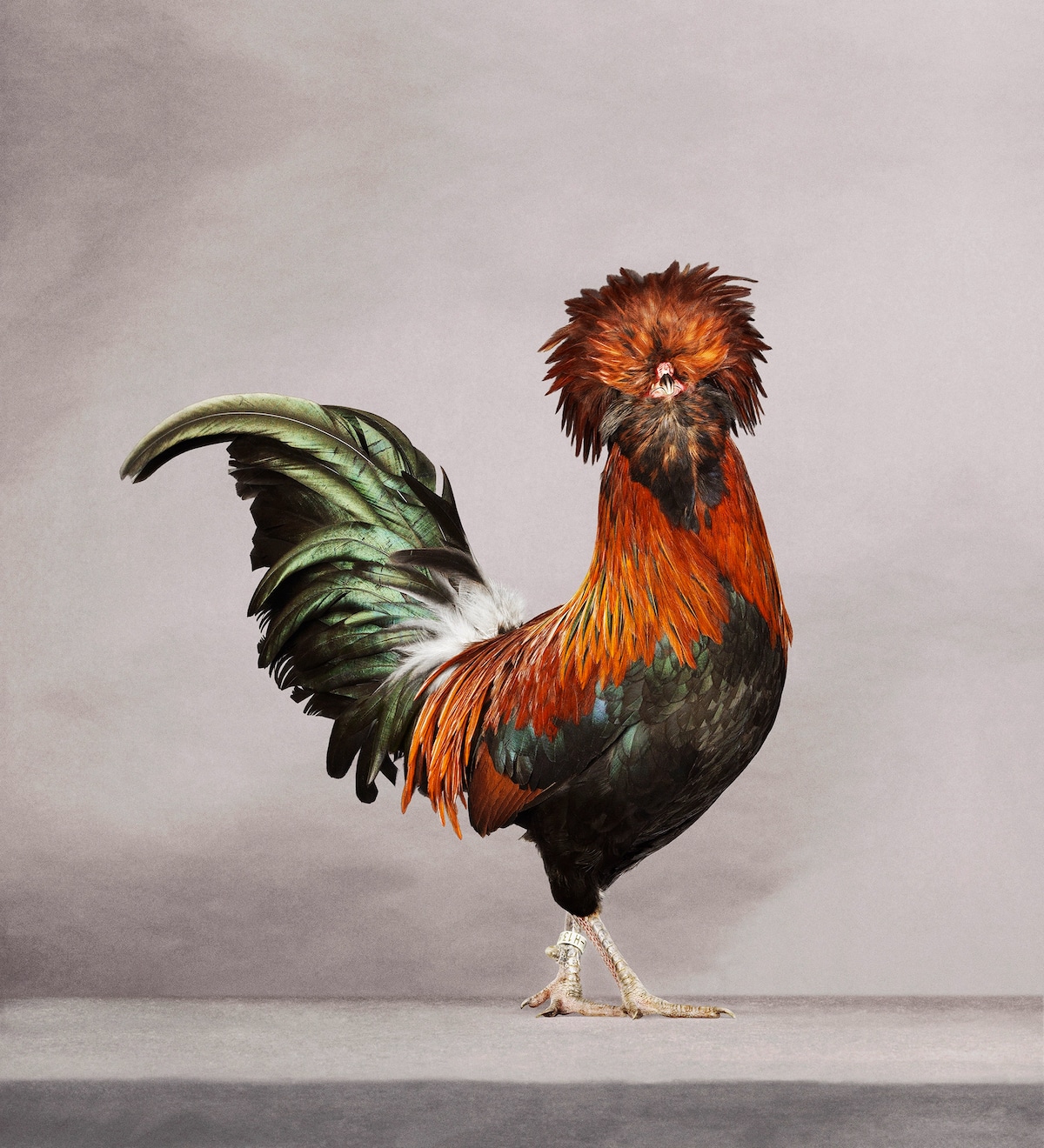 Beautiful Chicken Portrait by Alex ten Napel