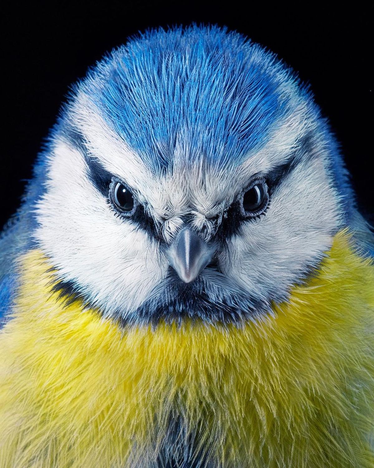 Photo of a Bird by Tim Flach